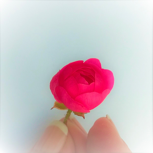 fleur-seche-blog-1.jpg